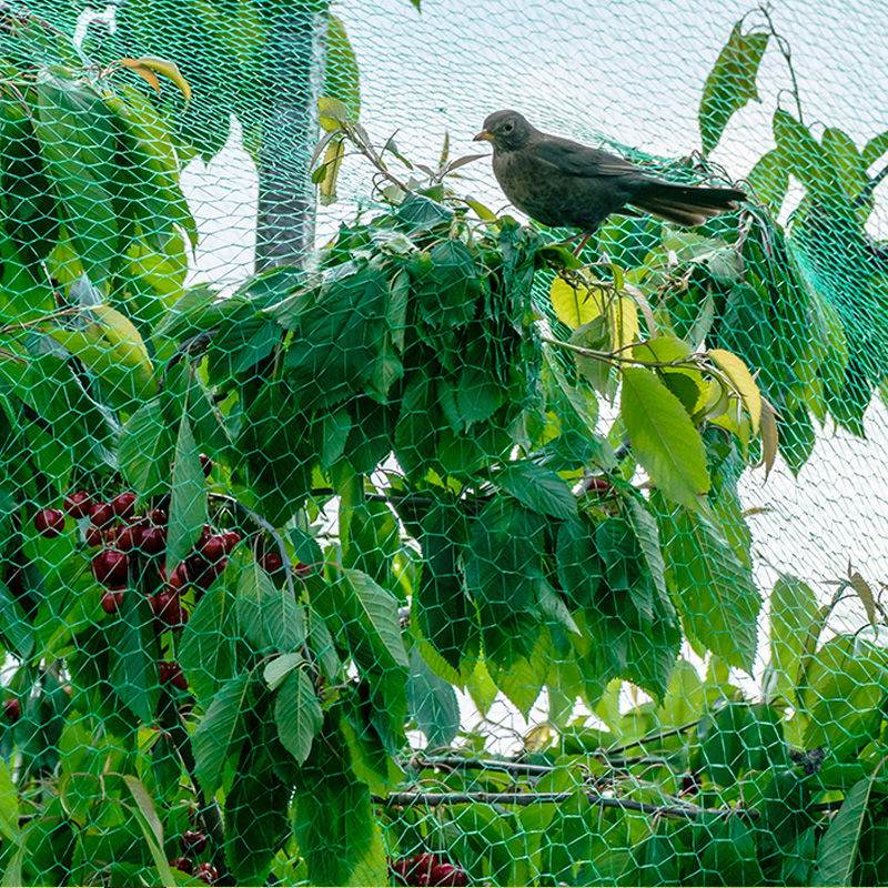 orchard anti-bird net ၏ အခန်းကဏ္ဍနှင့် ငှက်ဆန့်ကျင်ပိုက်ကို ရွေးချယ်နည်း