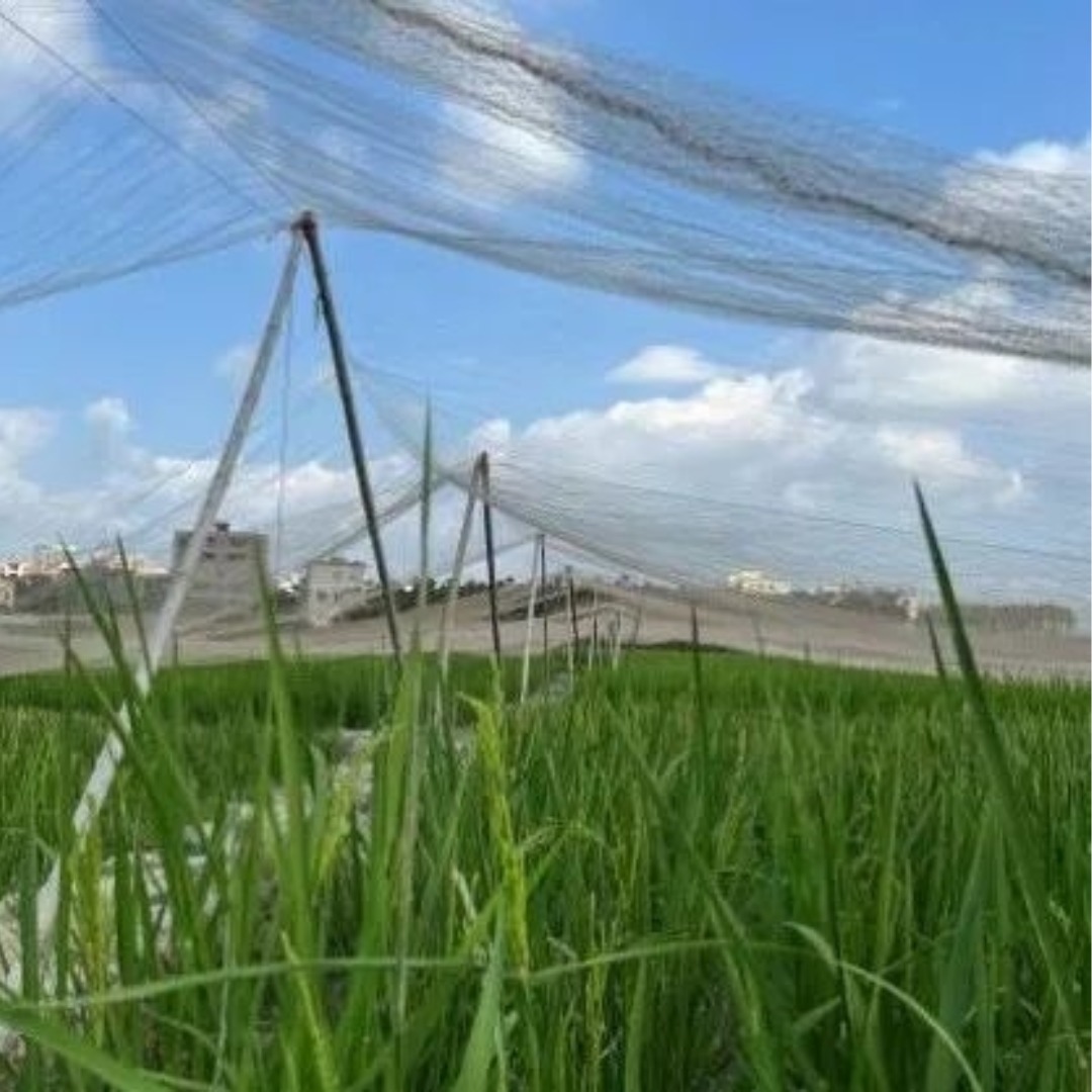 စပါးခင်းအတွက် Anti Bird Net